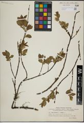 Foto von Salix herbacea L. x Salix lanata L.